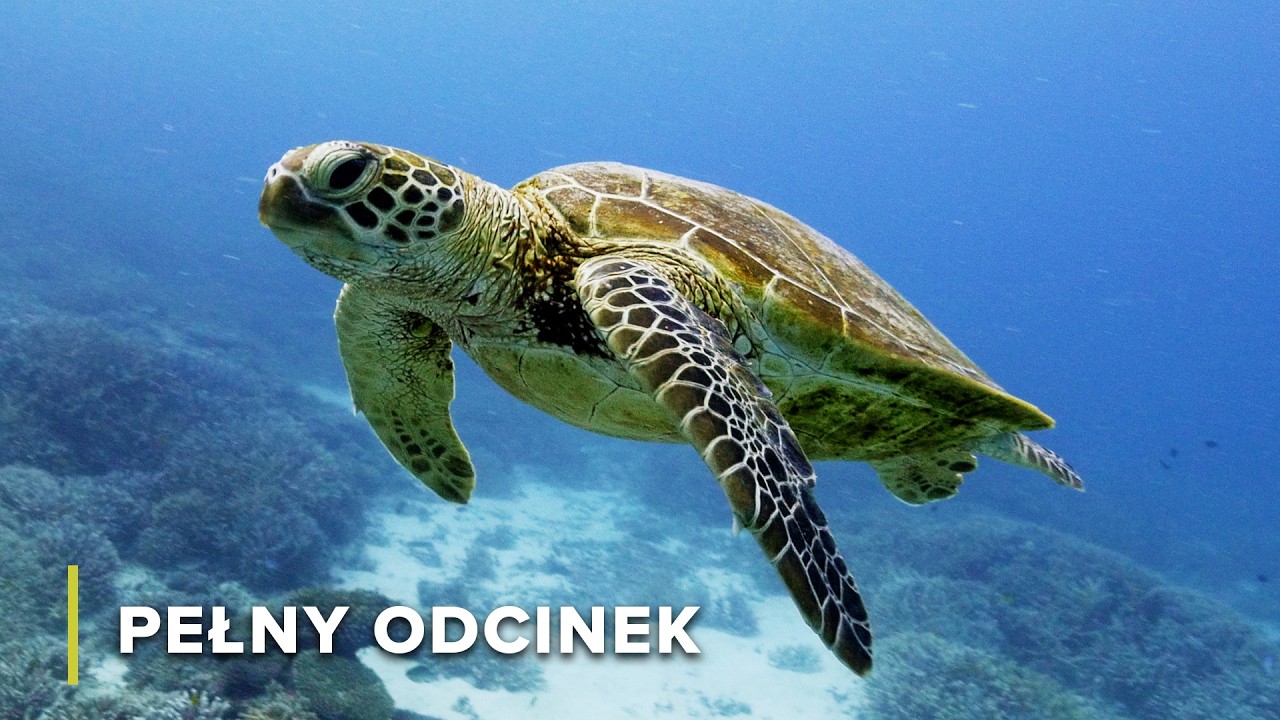 Wyspa Lady Elliot: Niesamowite koralowce i życie morskie | Ukryte wyspy Australii 101