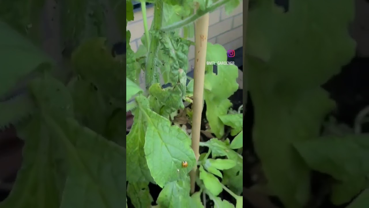 Aphids and Ladybugs