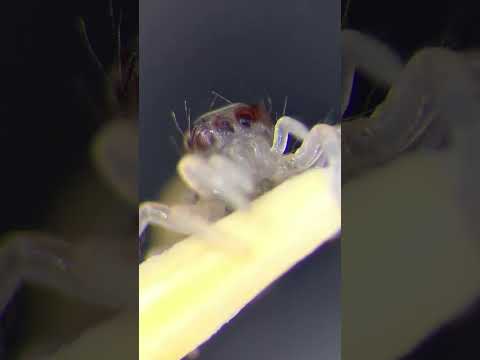 Video: Bitter s alticidae-edderkopper?