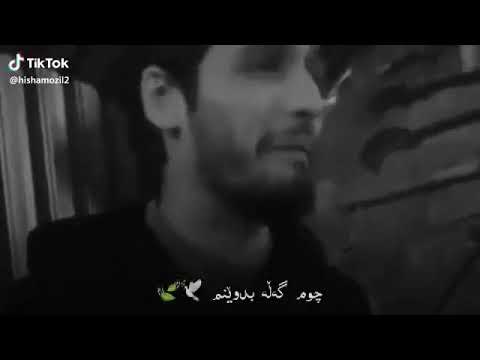 هاتوم وه كوو شه مالى 