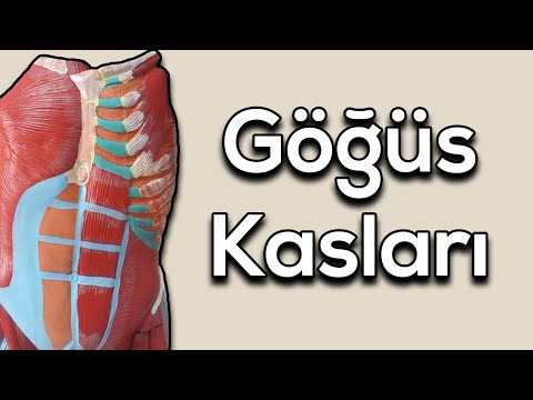 Göğüs Kasları Konu Anlatımı