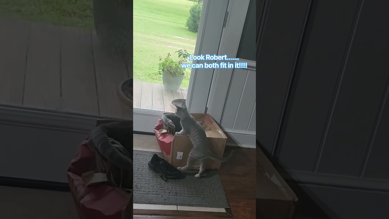 These Kittens Are Obsessed With This Box #cat