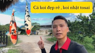 Lô Cá Koi Nhật Bơm Tosai To Đẹp Rẻ ....! Thả Cá Koi Nuôi Dưới ao