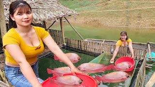 The girl started raising red tilapia on the lake, farm life.