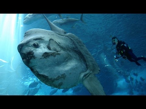 THE OCEAN SUNFISH: LARGEST BONY FISH THE OCEAN SUNFISH: LARGEST BONY FISH