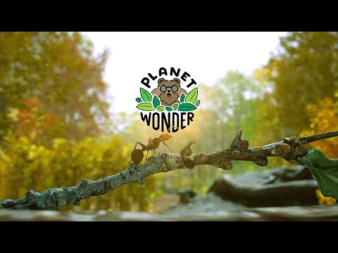 Planet Wonder (God's Greatest Inventions!) Sticky Situation (ep4)