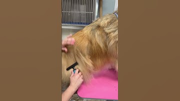 Using an Undercoat Rake Step 1 #doggroomingforbeginners