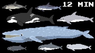 Cetacean Collection - Whales, Dolphins \& Porpoises - Learn Animals - The Kids' Picture Show