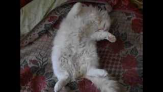 Кошак приснул после работы)) Funny cat cat sleeps