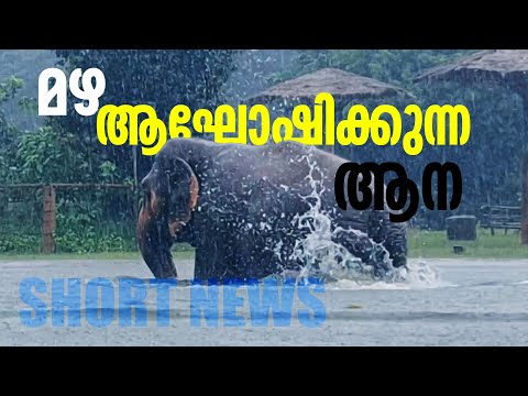 മഴ ആഘോഷിക്കുന്ന ആന | SHORT NEWS | Elephant dancing in rain