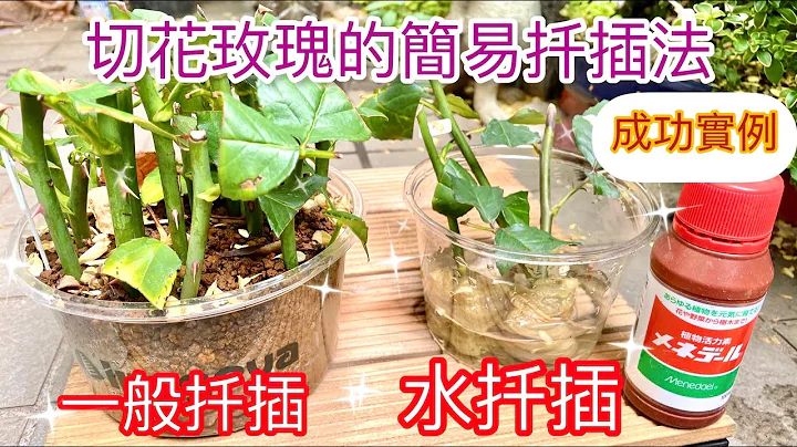 4k买回来的切花玫瑰如何繁衍❓简易用土扦插及水扦插的示范！成功苗实例展示！嫁接也是一个方式！｜How to Breed Roses#挿し木#玫瑰扦插#园艺 - 天天要闻