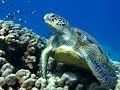 Зеленые черепахи Красного моря.
