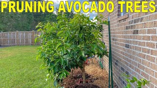 How To Pruning Avocado Trees For Low Branching And Small Size