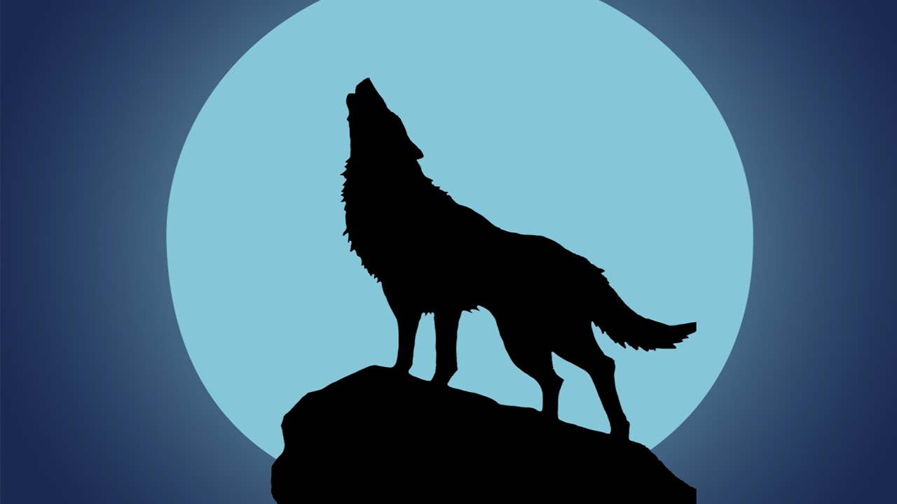 Lobo aullando (Efecto de Sonido) Wolf Howling in Night Sound Effect -  YouTube