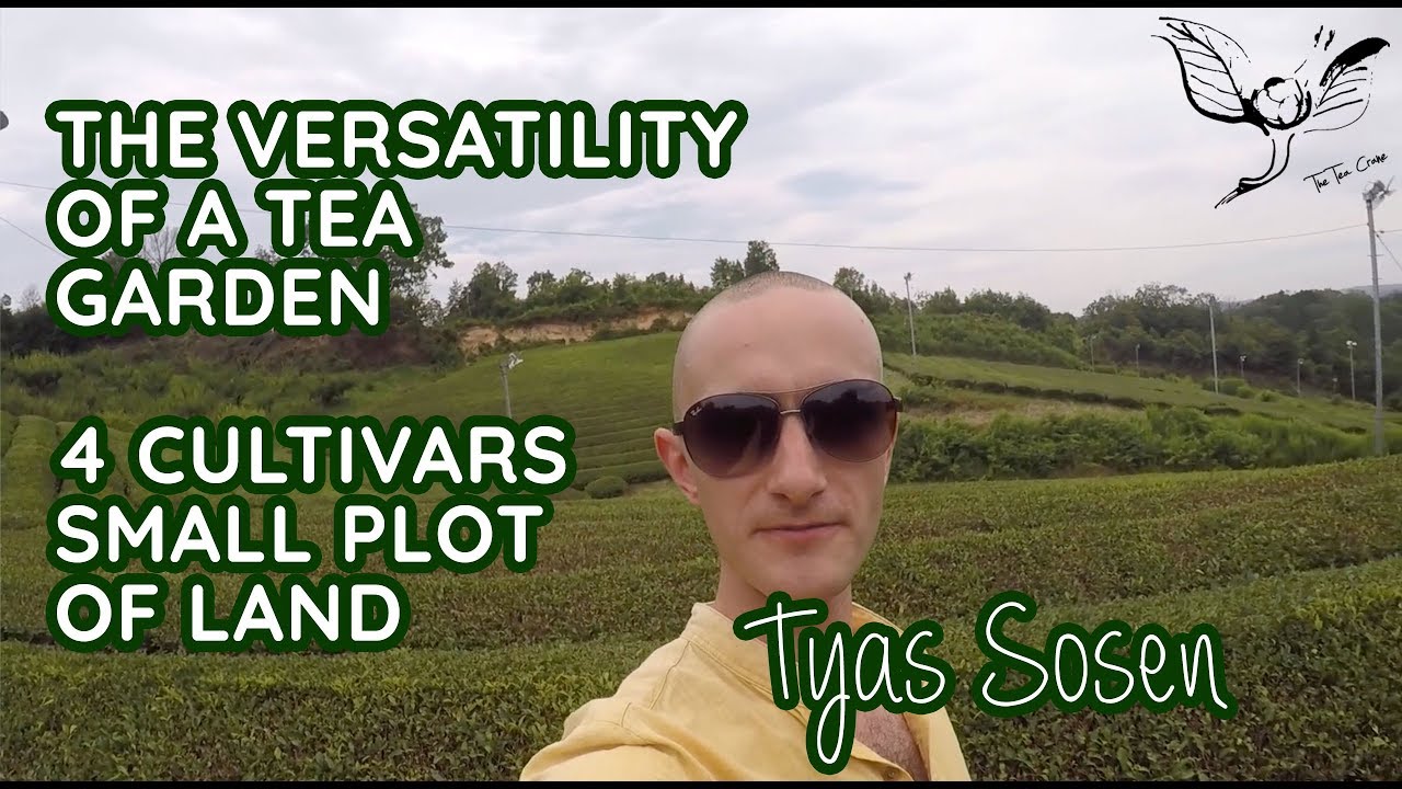 Japanese tea gardens | Taking a stroll through a versatile tea garden in Nara Japanese tea gardens | Taking a stroll through a versatile tea garden in Nara