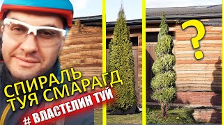 СПИРАЛЬ СТРИЖКА ТУИ | Туя Смарагд |  СЕКРЕТ!!! СТРИЖКИ ХВОЙНЫХ  | @VLASTELIN_MINSK