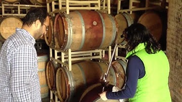 Barrel Sampling at Regusci Winery