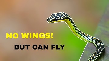 The Physics of Flying Snakes 🐍– Science Explained