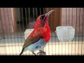 Masteran Kolibri Sepah Raja Gacor Isian Full Tembakan Mp3 - Mp4 Download