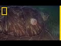 Parasites Hitch a Ride on Turtle's Shell | National Geographic