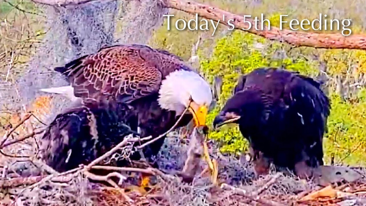 #378🦅Brutus🐥54° & Peanut🐥49°／Winter Park Eagle Nest 2026／Against All Odds:One-Eyed Mom／Wink💗Atlas