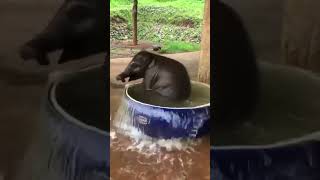 Baby Elephant Taking A Bath 🐘 💦 #Animals #Funny