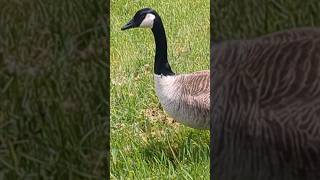 #geese #love #birdspecies #CANADAGEESE