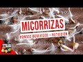 COMO DESARROLLAR AL MAXIMO LAS RAICES + RENDIMIENTO AL 101% - MICORRIZA - AEGIS