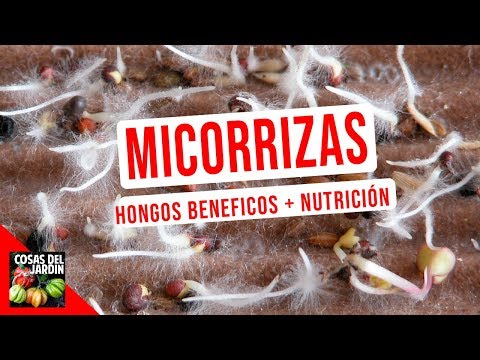 Vídeo: Diferencia Entre Raíces Parasitarias Y Micorrizas