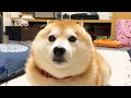びっくりした顔があまりにも丸い柴犬