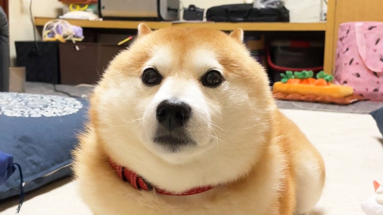 ほぼ球体 驚いた顔があまりにも丸い柴犬 埋もれてほとんど見えない耳といい 可愛すぎるでしょ 動画 柴犬ライフ Shiba Inu Life ほぼ球体 驚いた顔があまりにも丸い柴犬 埋もれてほとんど見えない耳といい 可愛すぎるでしょ 動画 柴犬ライフ Shiba Inu Life