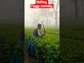 skiffing Tea Plantations 📌#shorts #shortsfeed #tea #viral