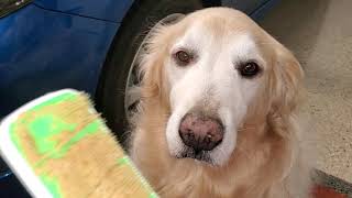 NEW ASMR! Dog Licking Orapup Tongue Cleaning Brush Covered In Peanut Butter For 8 Minutes