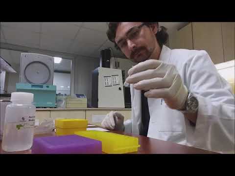 Video: Sekanslamadan önce PCR ürünlerini saflaştırmak neden gereklidir?