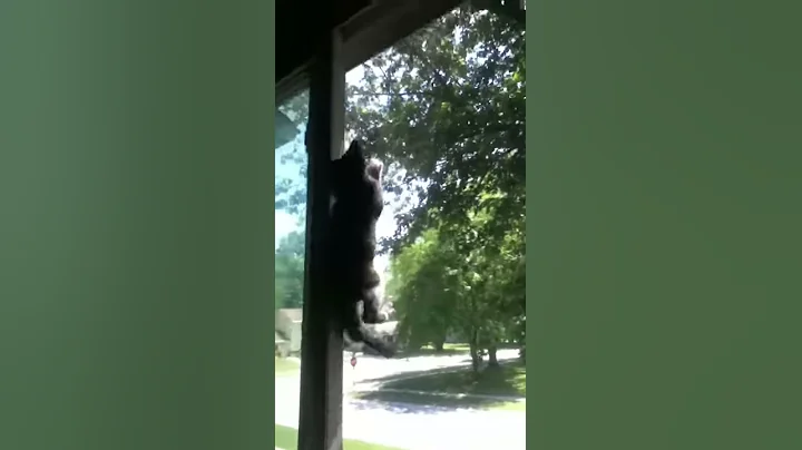 Spider cat