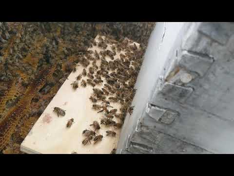 Stragglers moving into their new hive