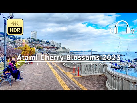 Earliest Blooming Cherry Blossoms in Atami 2023 Walking Tour - Tokyo Japan [4K/HDR/Binaural]