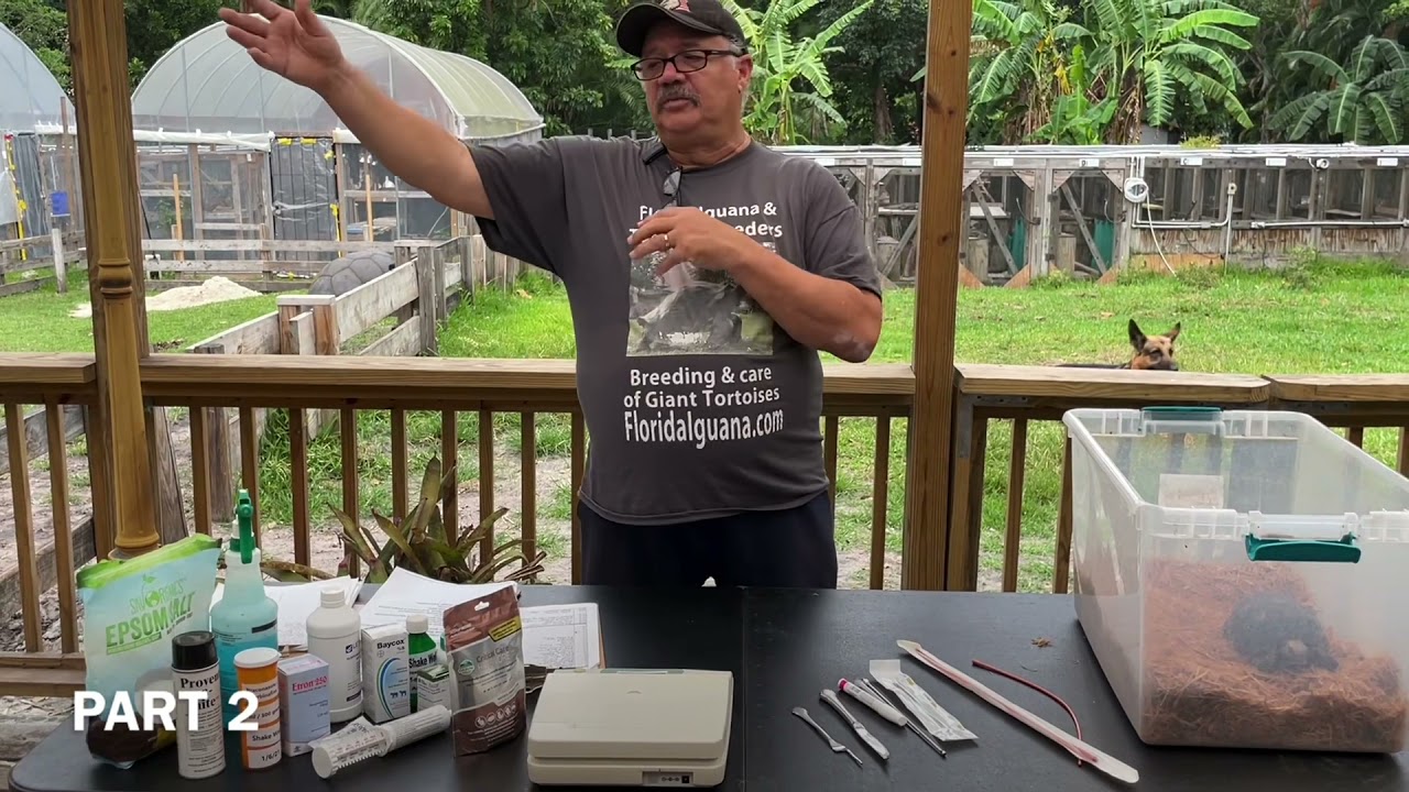 Parasites in tortoises,  all you wanted to know￼