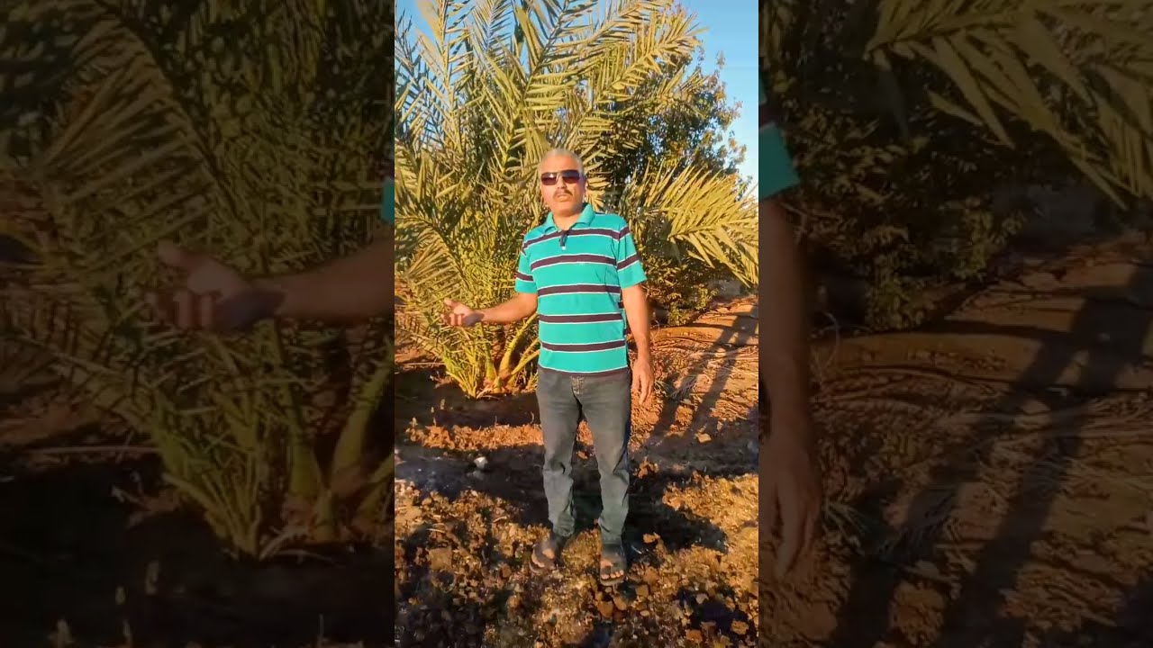 ملاحظات مهمة أثناء وضع الخدمة الشتوية للنخيل