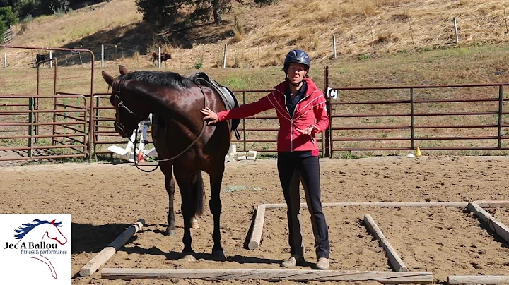 Why is Your Horse Tripping or Stumbling?