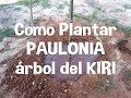 Plantar PAULONIA o árbol del KIRI en el Huerto o Jardín.