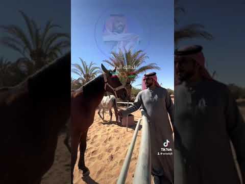 عبدالله الدعيج سبها