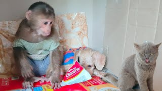 Bibi dog steals Asher's cake, Smoke cat denounces