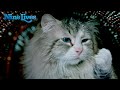 Nine lives  commercial 7