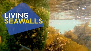 Living Seawalls