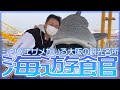 大阪海遊館に行ってジンベエザメを見てきました【 昭和 の 演歌 歌手 北川大介 の だいちゃんねる 】