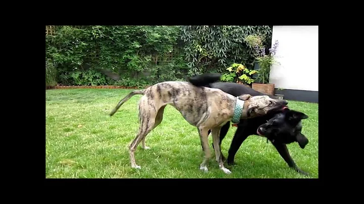 Best Friends - Pippa the Whippet and Lily the Lab/Collie