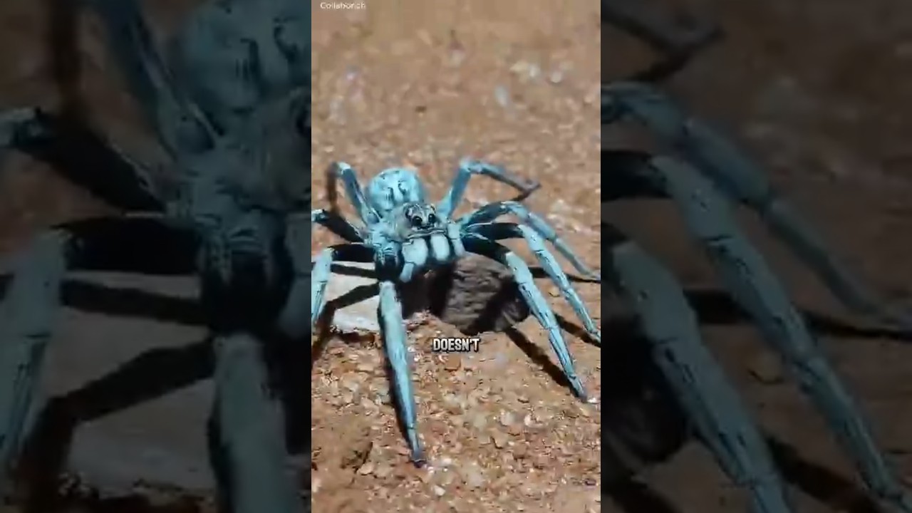 Trapdoor Spider The Underground Assassin 🕷 