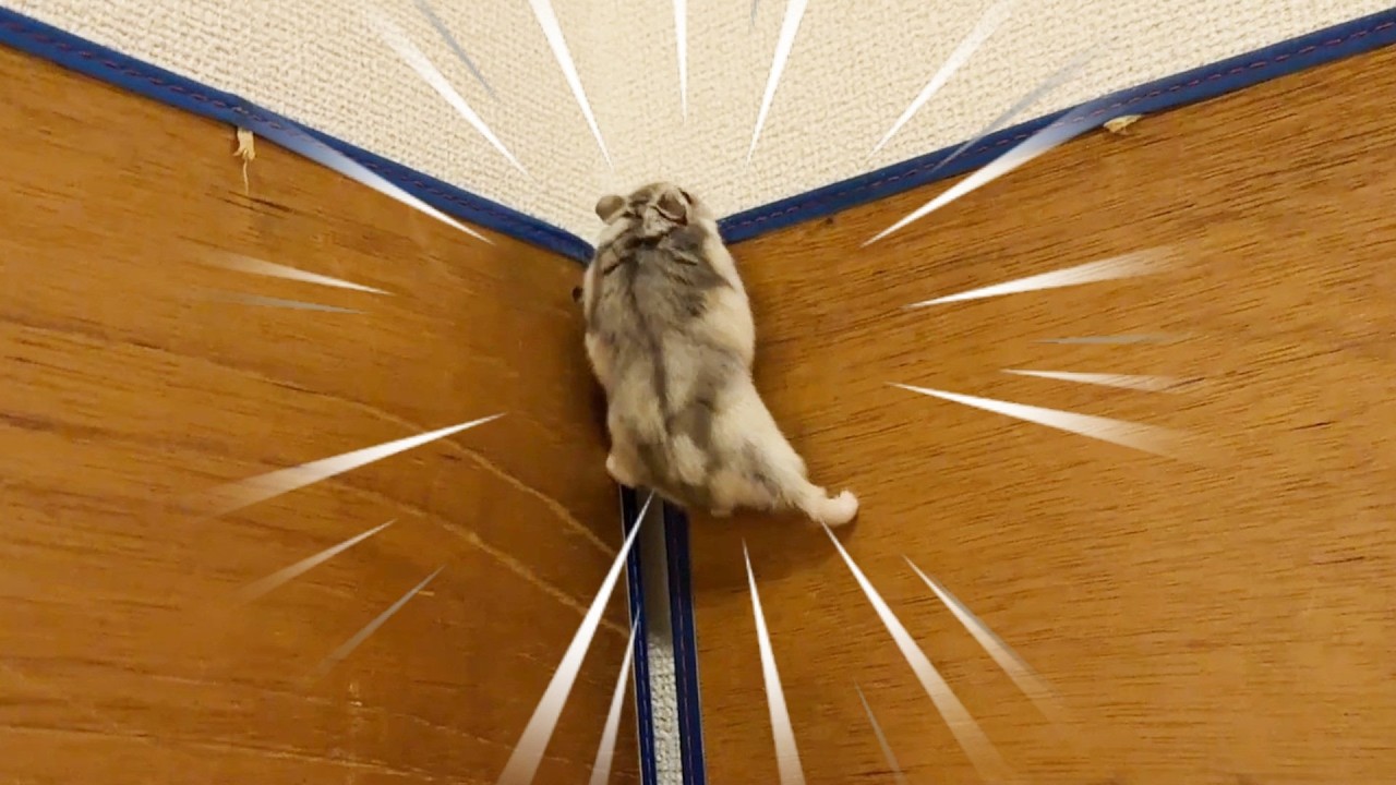 [Озорной хомяк] Безумные приключения на домашней полосе препятствий!