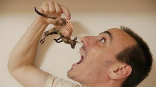 JOE EATS KANGAROO!